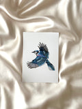 'Blue Jay' Numbered Print