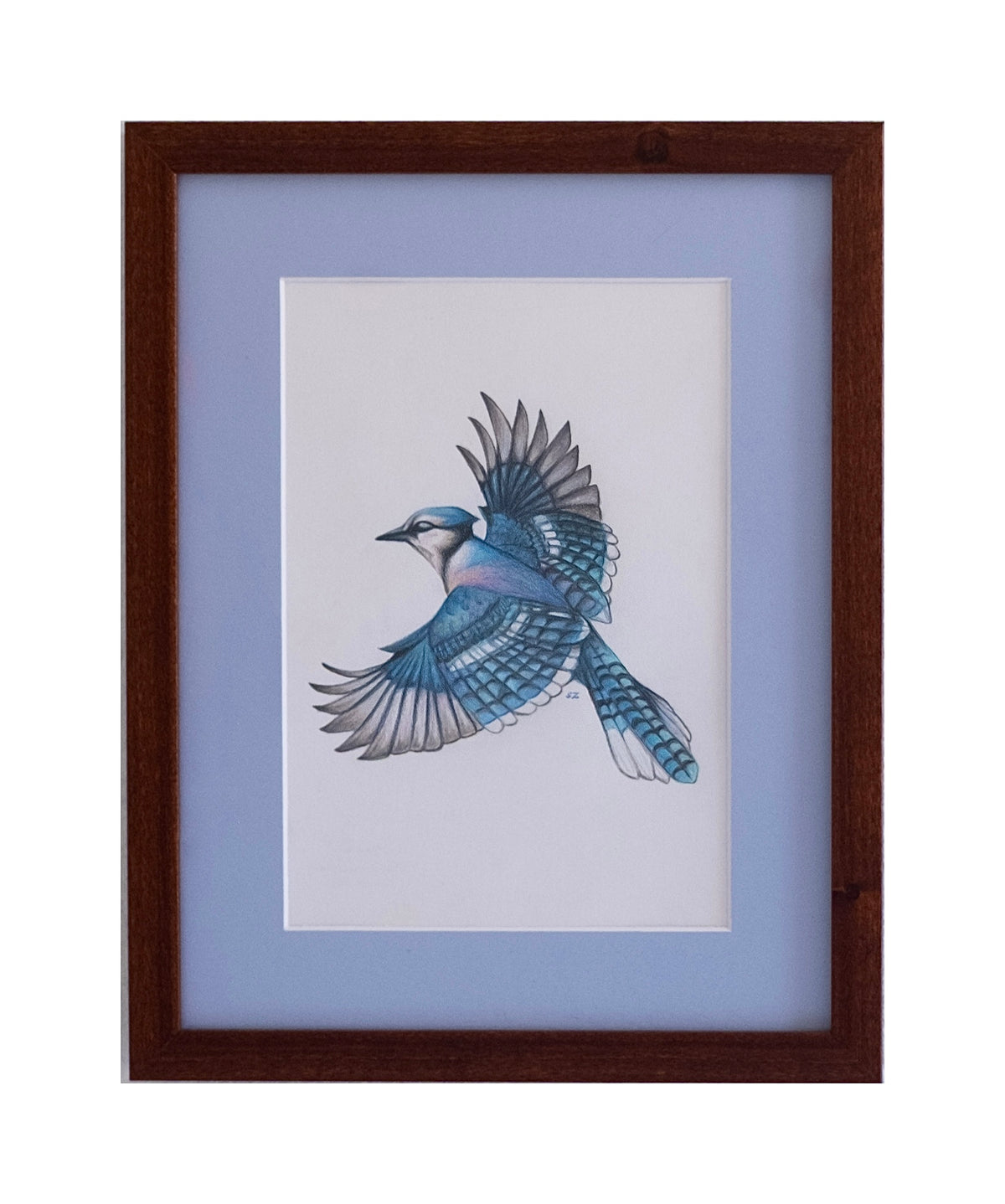 Blue Jay